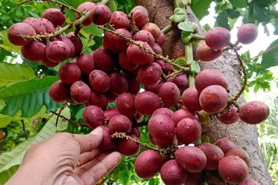 Berbagai Jenis Buah Matoa